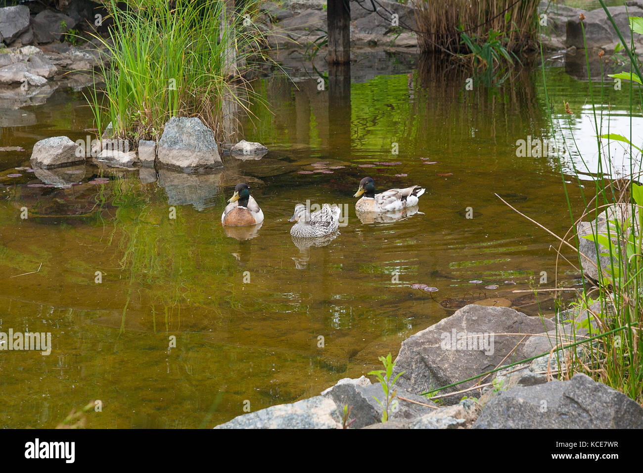 Two Male Mallard Ducks and Female Mallard Duck floating on a pond at summer time. Mallard - a bird from the family of ducks detachment of waterfowl. T Stock Photo