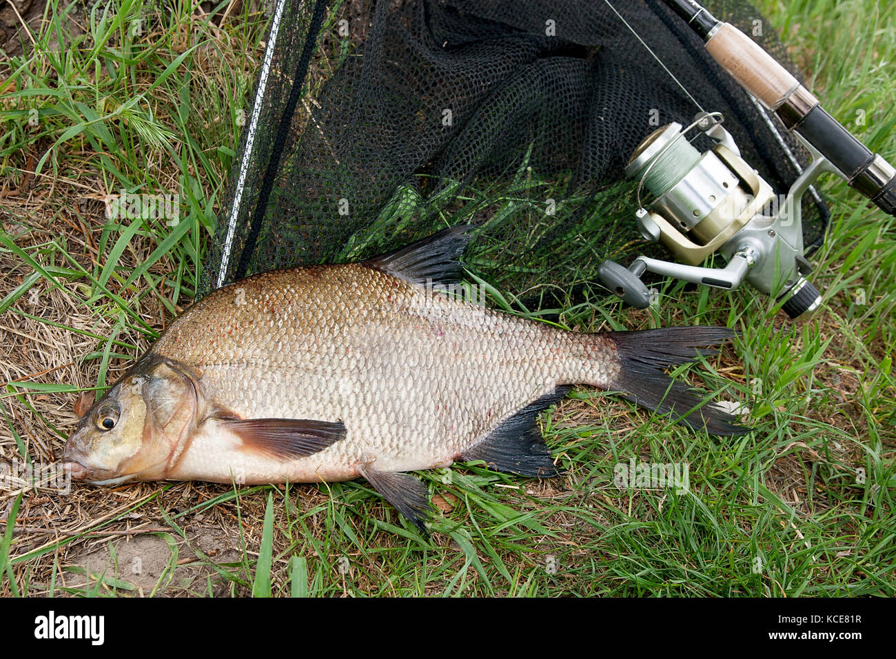 Just taken from the water freshwater common bream known as bronze bream or carp bream (Abramis brama) and fishing rod with reel on natural background. Stock Photo