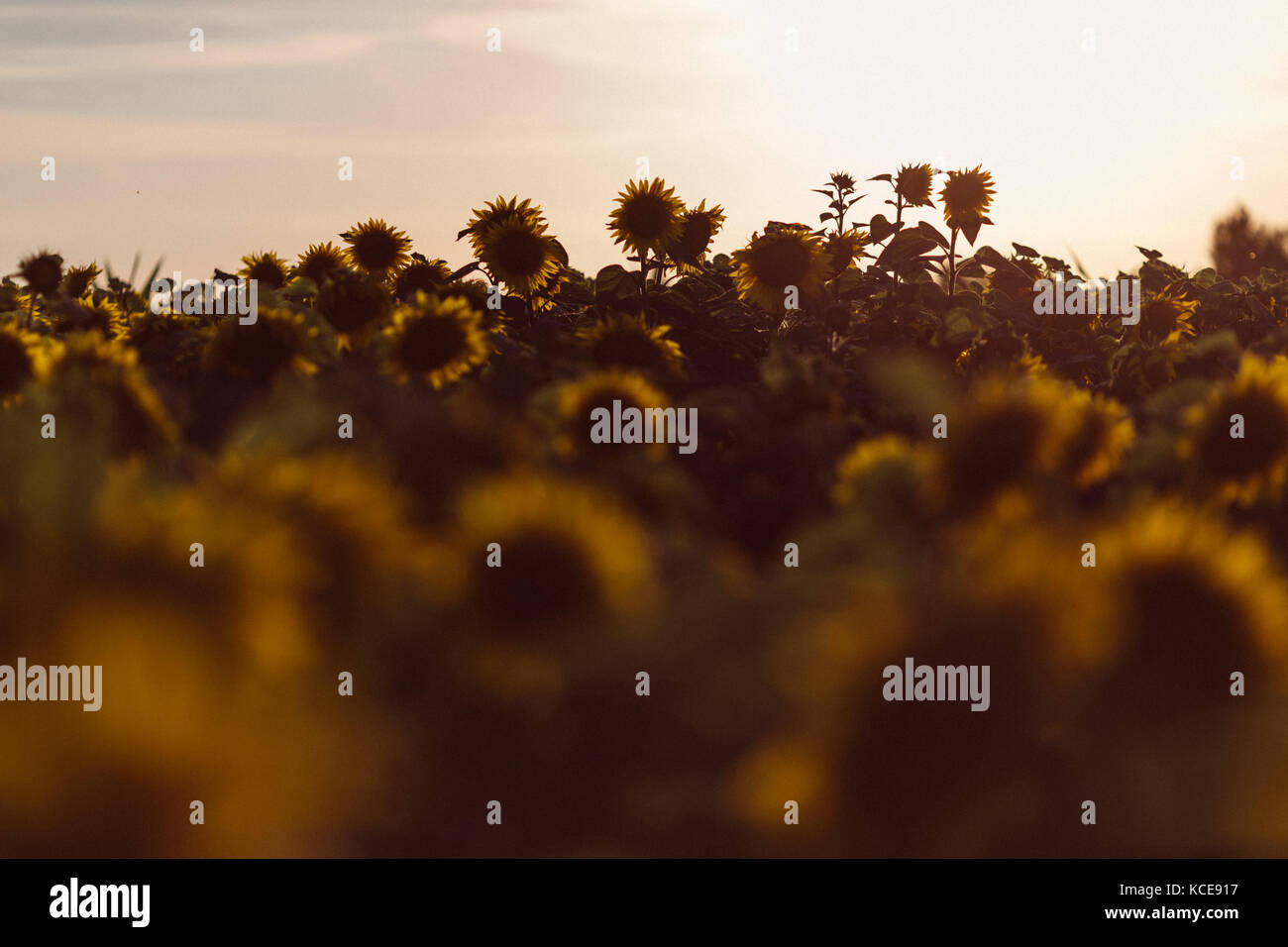 Sunflowers in the field Stock Photo - Alamy