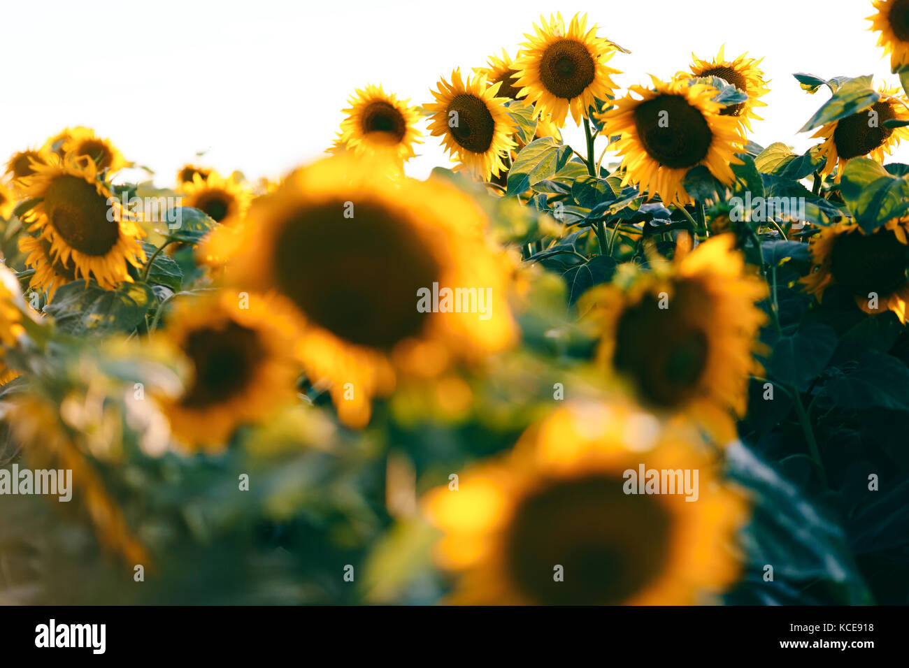 Sunflowers in the field Stock Photo - Alamy