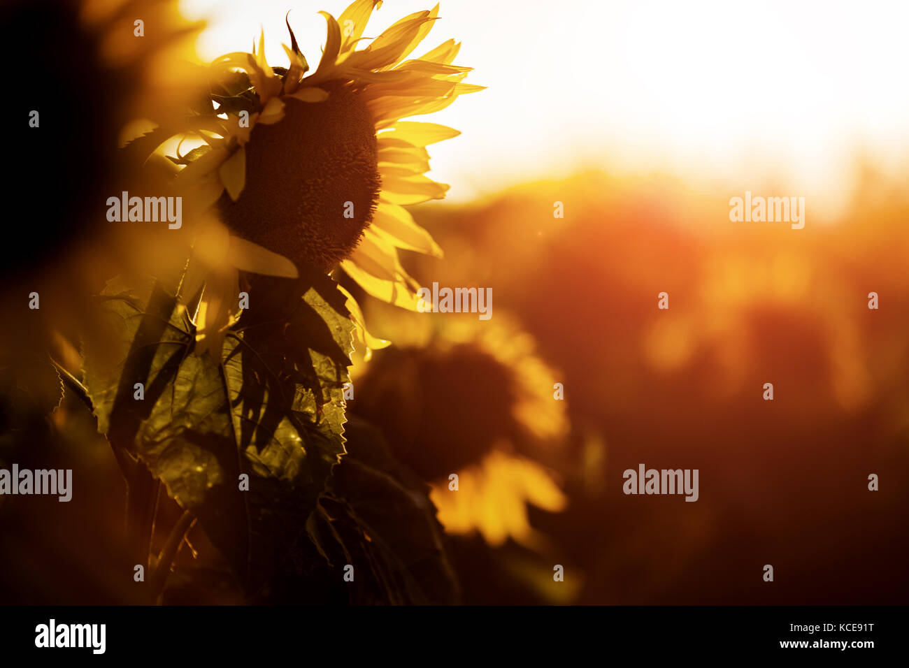 Beautiful sunflowers in field Stock Photo - Alamy
