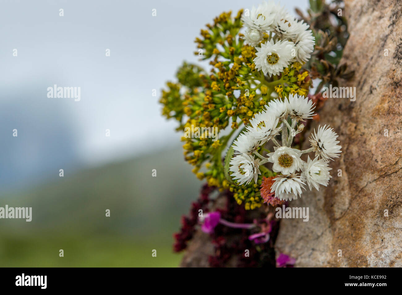 Wild flowers growing on a stone cairn on Chele La Pass in Bhutan Stock