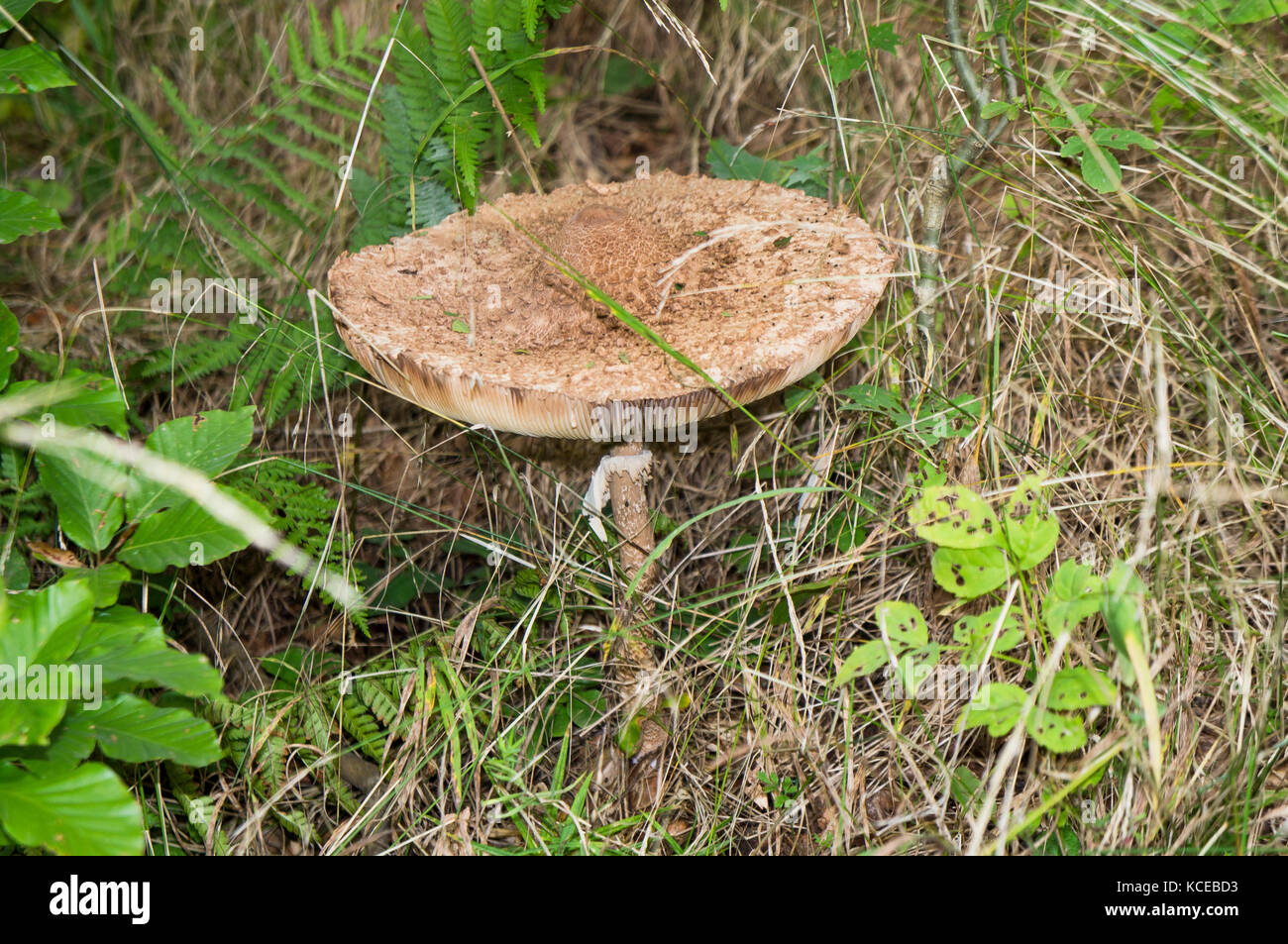 parasol mushroom, edible, Macrolepiota procera, Lepiota procera, Lusatian Mountains, Lausitzer Gebirge, Gory Luzyckie, Czech Republic, September 17, 2017. Stock Photo