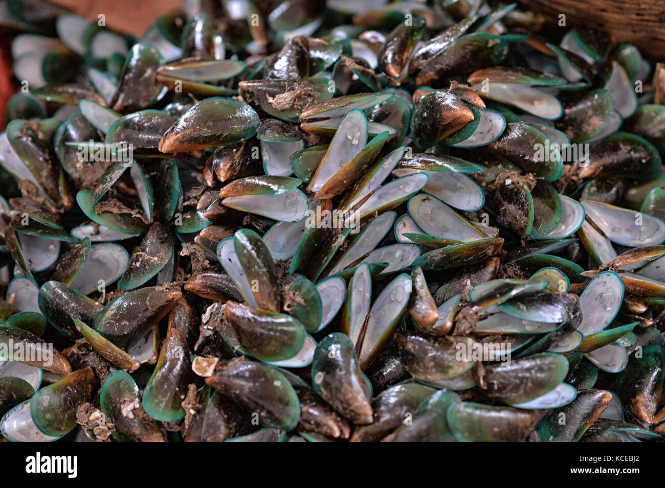 Fresh Mussels seafood Stock Photo Alamy