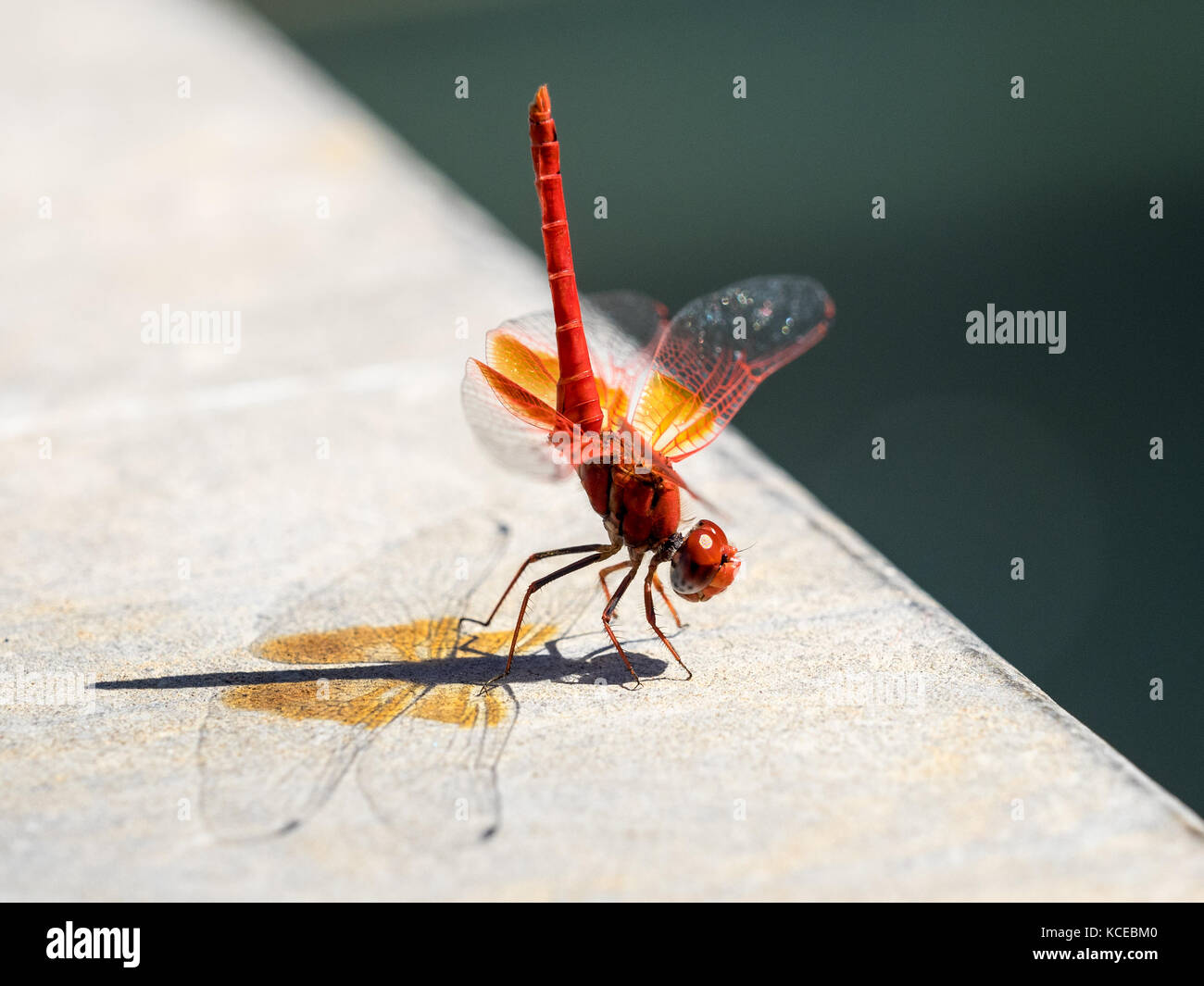 Red-veined Darter or Red-veined nomad (Sympetrum fonscolombii)  of the genus Sympetrum, resting at a poolside in Valencia, Spain Stock Photo