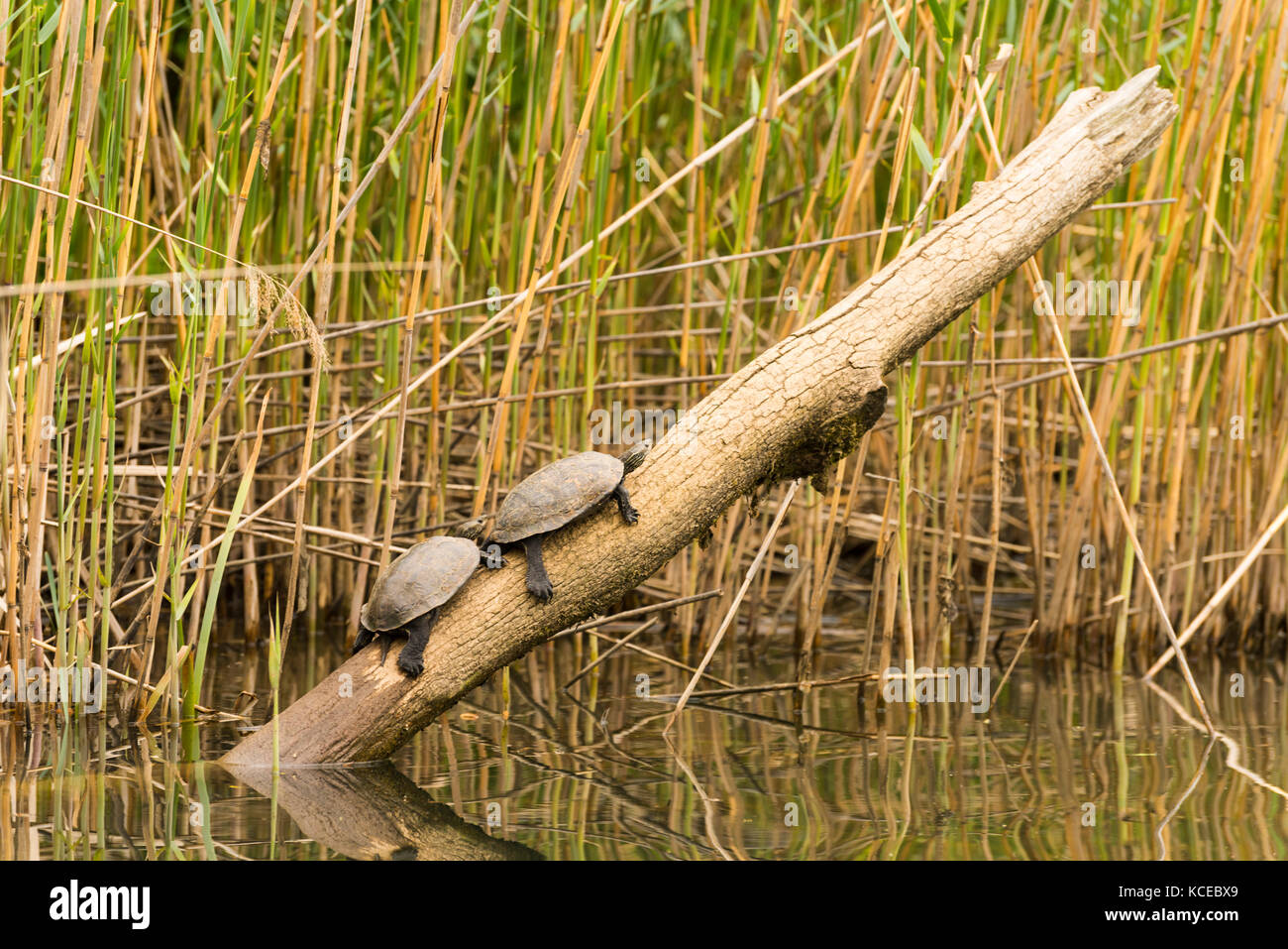 Emydidae family aquatics turtles standing on a wood Stock Photo - Alamy