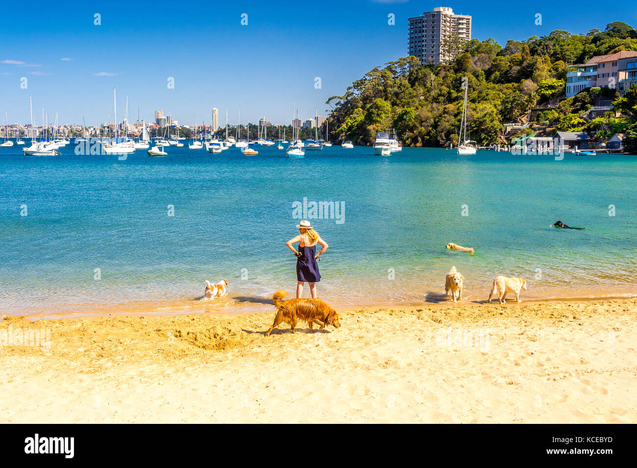 Multiple dogs playing on a Sydney Beach Stock Photo
