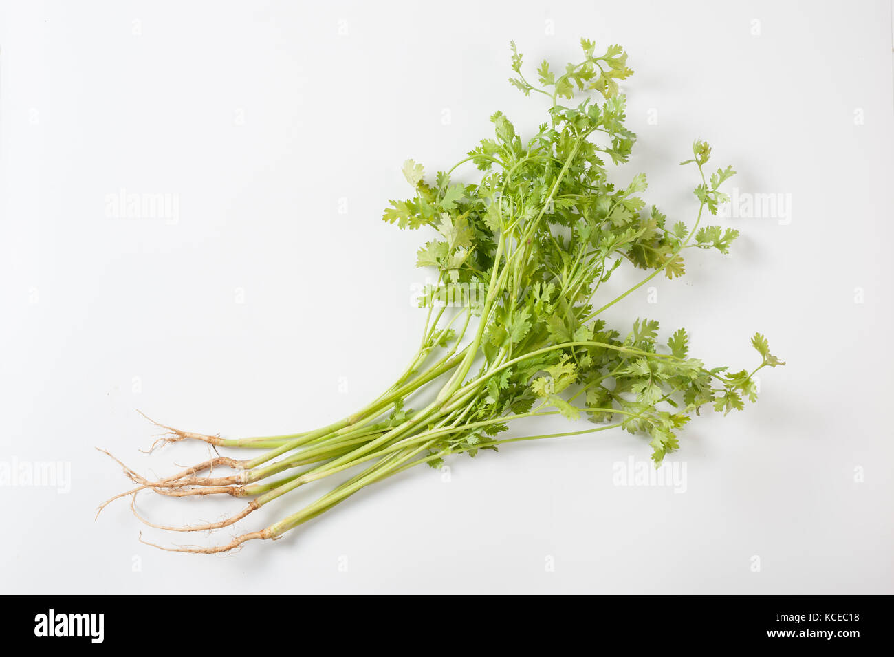 Coriander (Coriandrum sativum) or Chinese parsley on white background
