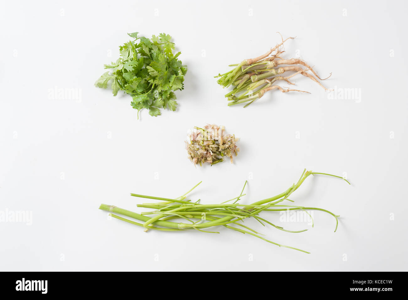 Coriander (Coriandrum sativum) or Chinese parsley elements inculding leaves, roots, stems, and