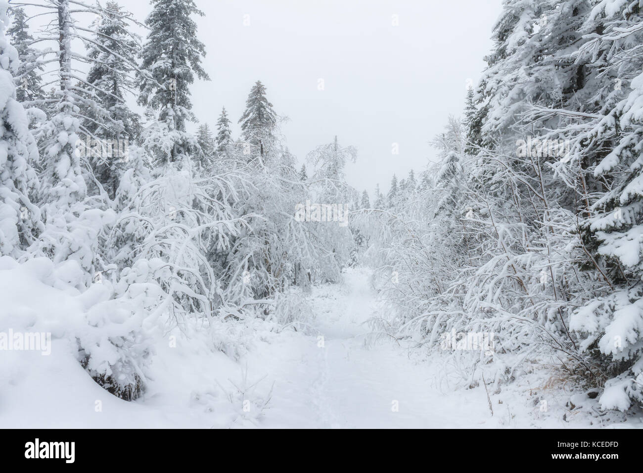 frosty pine trees on the background of taiga forest and hills under ...