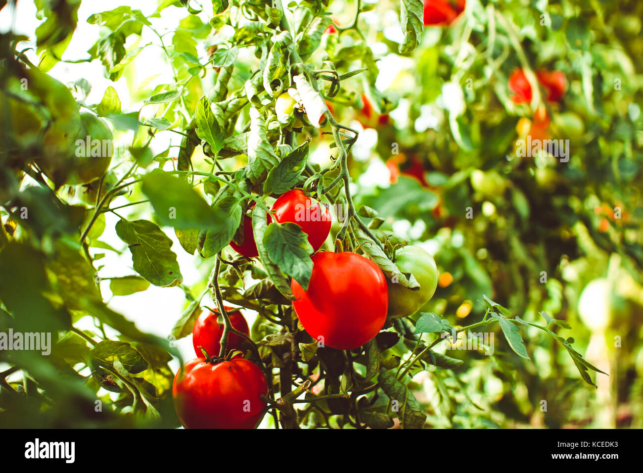 Tomatoes on the Bush to ripen in the greenhouse Stock Photo - Alamy