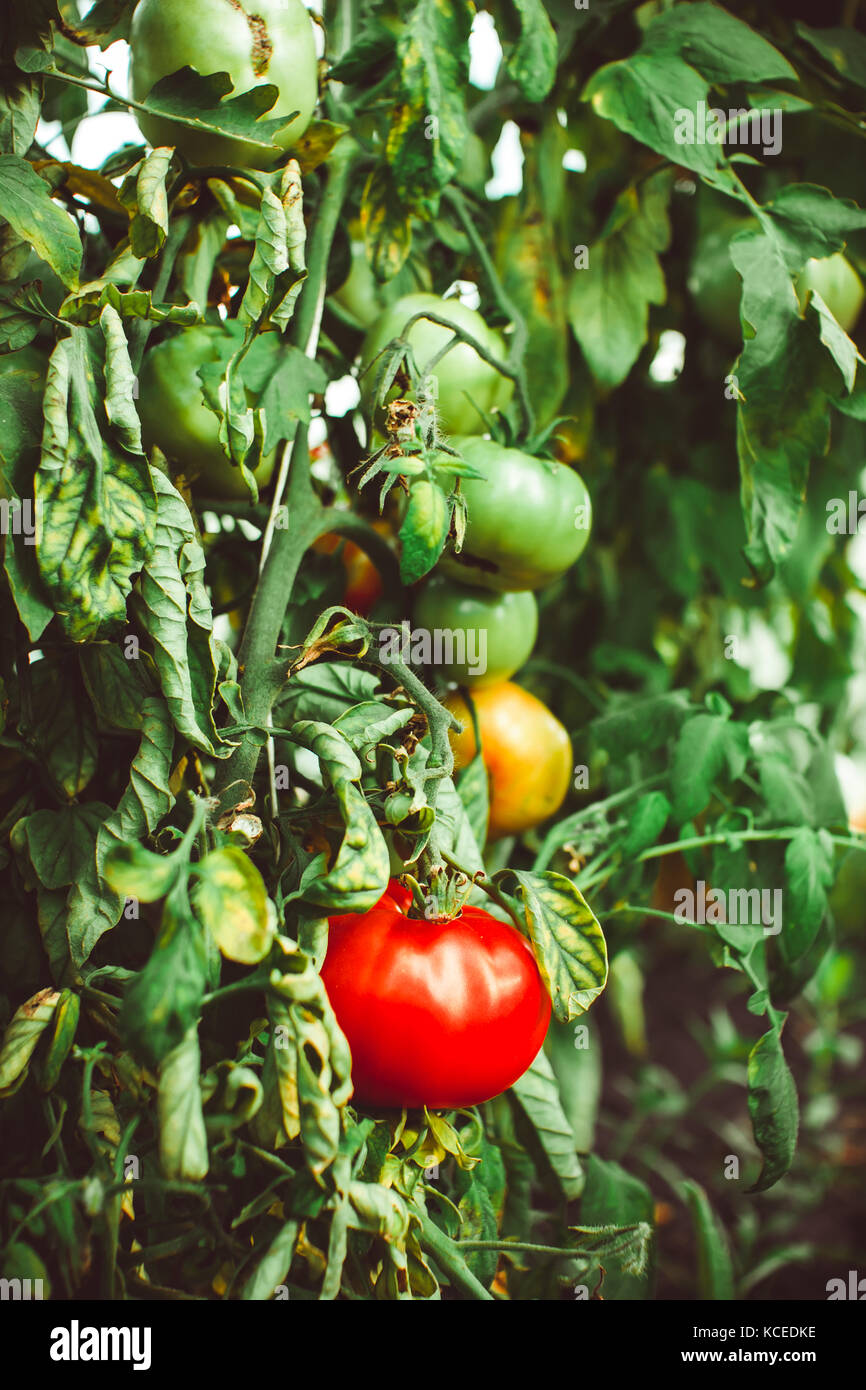Tomatoes on the Bush to ripen in the greenhouse Stock Photo - Alamy