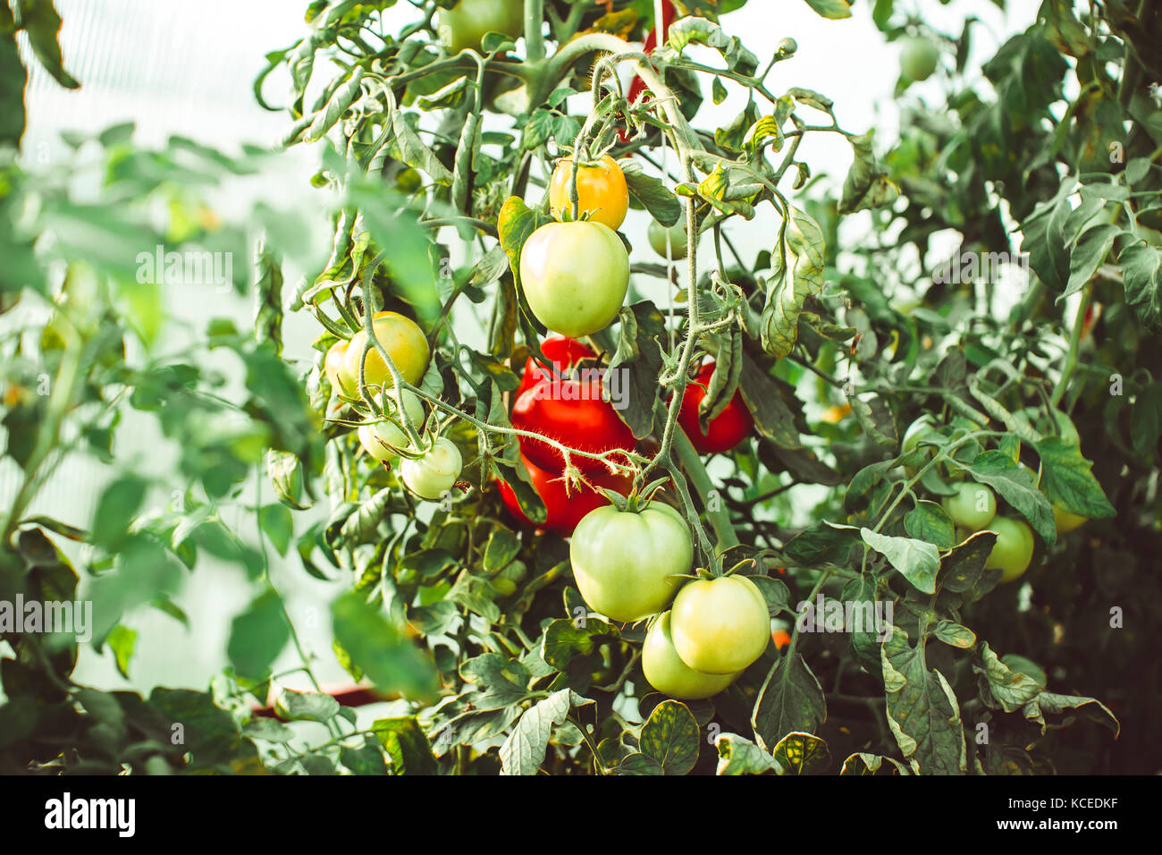 Tomatoes on the Bush to ripen in the greenhouse Stock Photo - Alamy