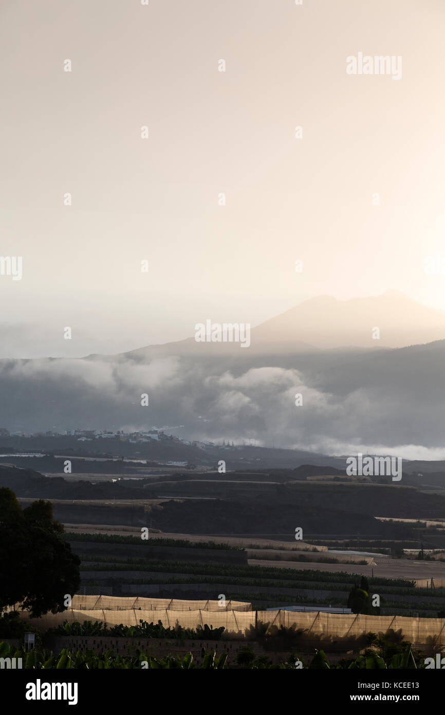 Backlit hazy misty dawn over banana plantations in the Guia de Isora region of Tenerife, with Teide in the background, Canary Islands, Spain Stock Photo