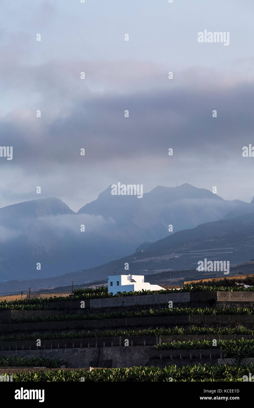 Backlit hazy misty dawn over banana plantations in the Guia de Isora region of Tenerife, with Los Gigantes cliffs in the background, Canary Islands, S Stock Photo