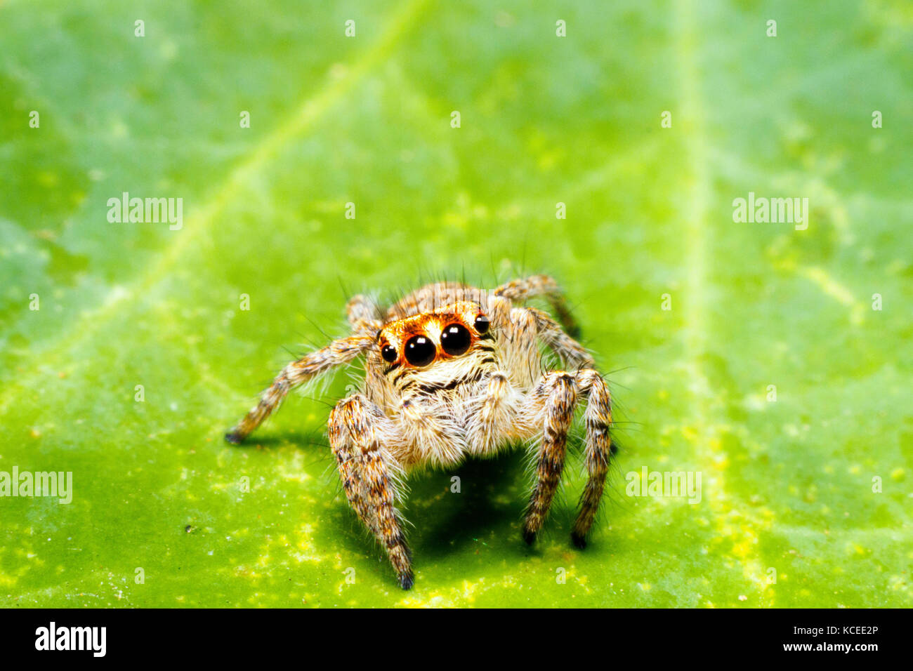 Jumping spider (Asianellus festivus) - Italy Stock Photo