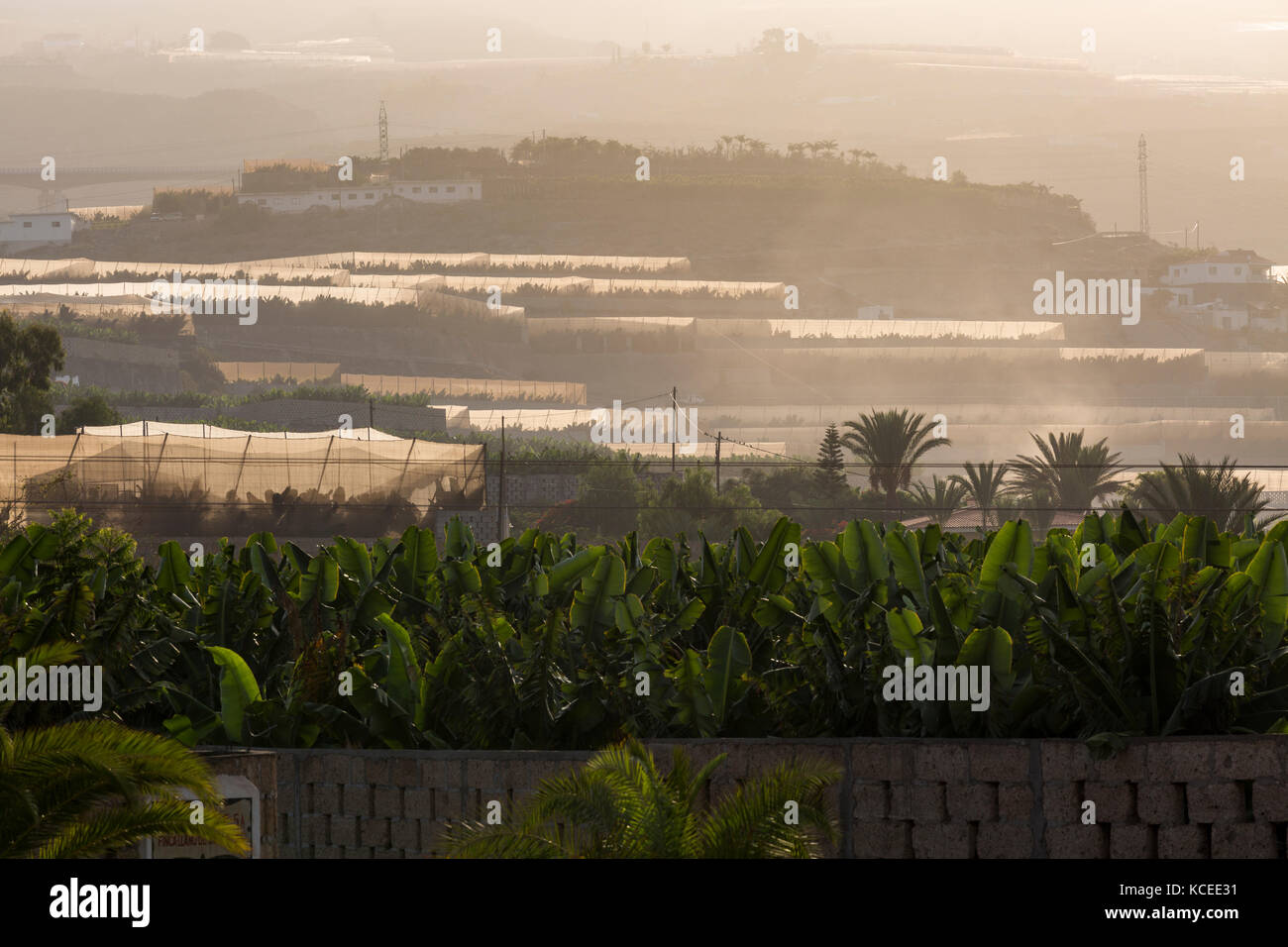 Backlit hazy misty dawn over banana plantations in the Guia de Isora region of Tenerife, with Teide in the background, Canary Islands, Spain Stock Photo