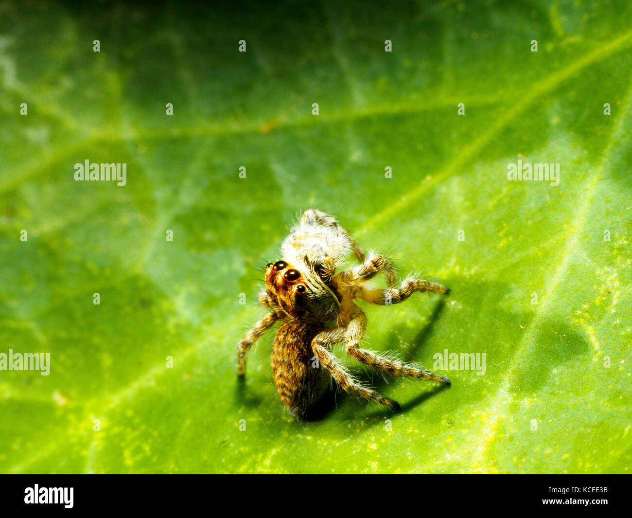 Jumpimg spider (Asianellus festivus) - Italy Stock Photo