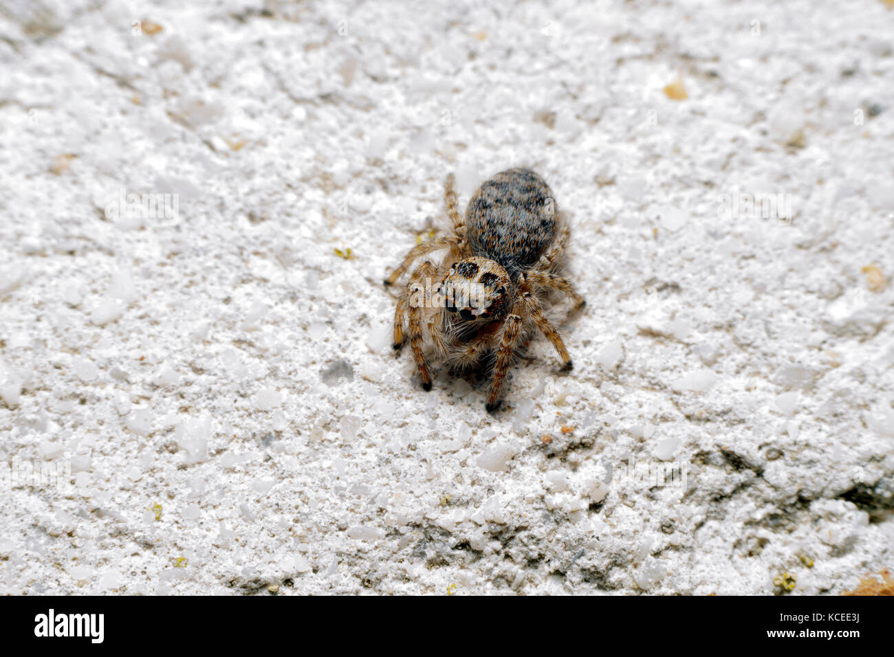 Jumping spider (Asianellus festivus) - Italy Stock Photo