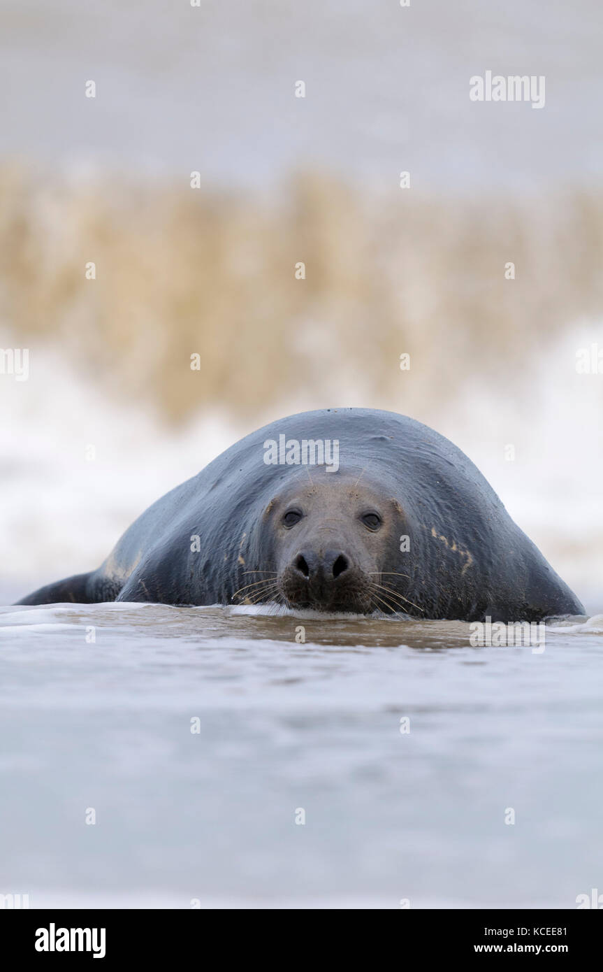 Bull seal uk coasts hi-res stock photography and images - Alamy