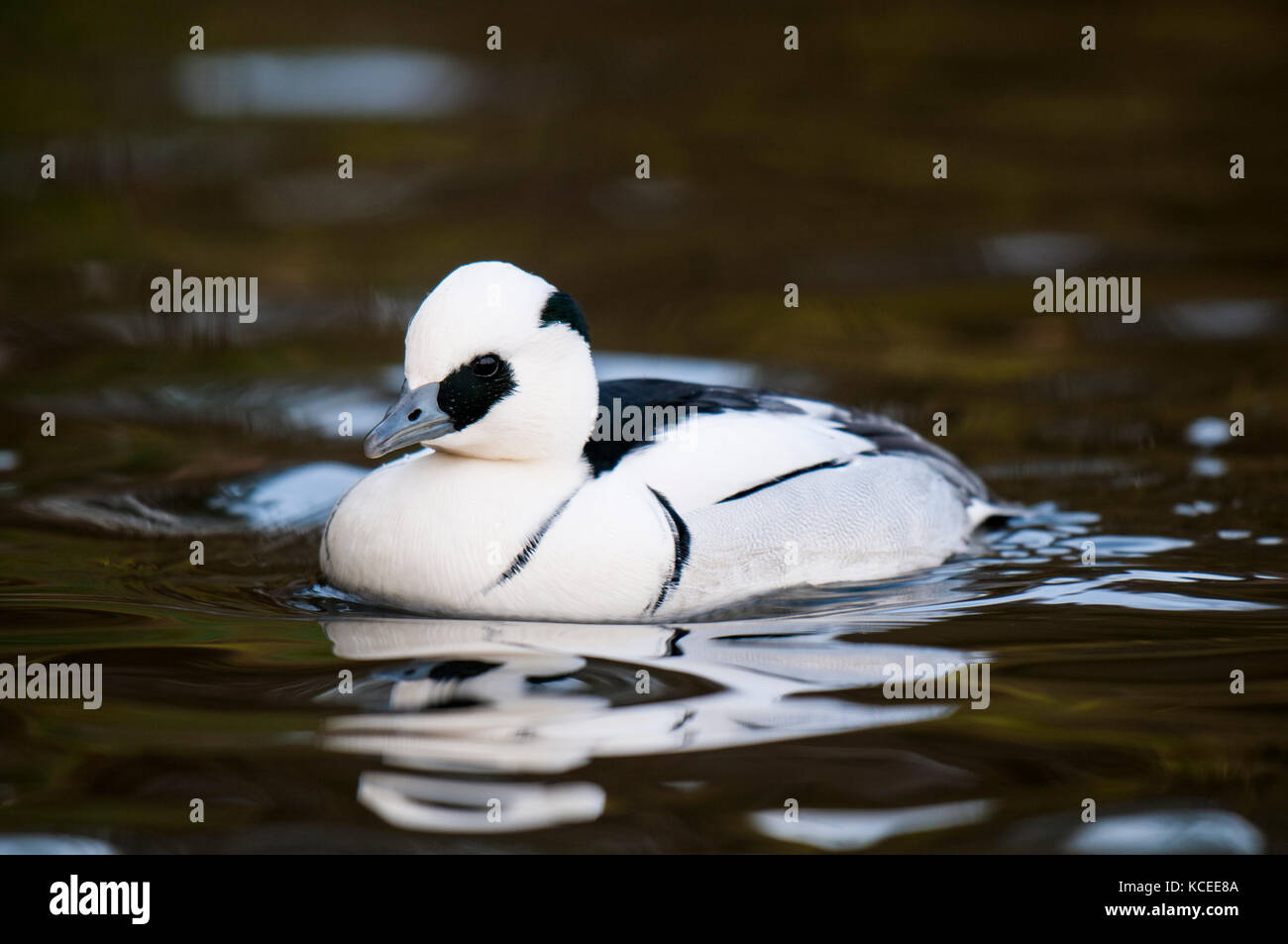 An adult male smew (Mergus albellus) swimming on a freshwater pool at the Wildfowl and Wetland Trust in Washington, Tyne and Wear. December. Captive s Stock Photo