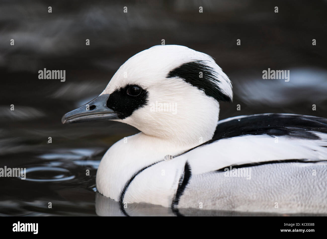 An adult male smew (Mergus albellus) swimming on a freshwater pool at the Wildfowl and Wetland Trust in Washington, Tyne and Wear. December. Captive s Stock Photo