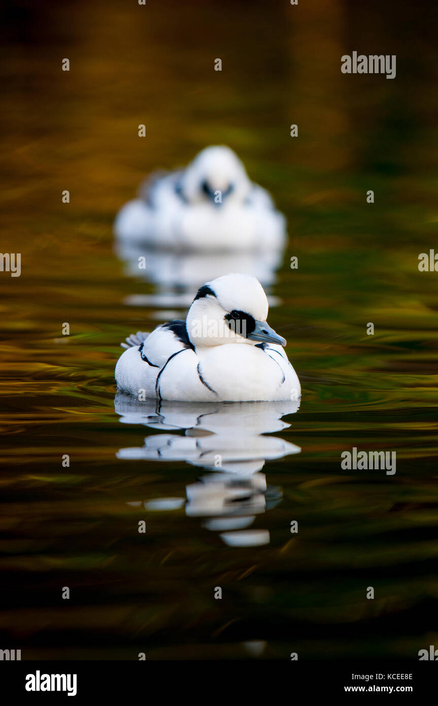 An adult male smew (Mergus albellus) swimming on a freshwater pool with a second bird in the out of focus background at the Wildfowl and Wetland Trust Stock Photo