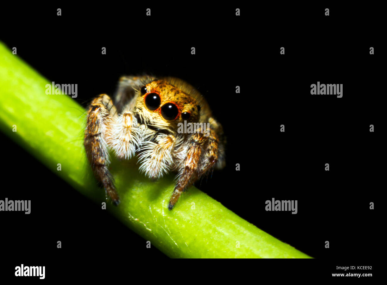 Jumpimg spider (Asianellus festivus) - Italy Stock Photo
