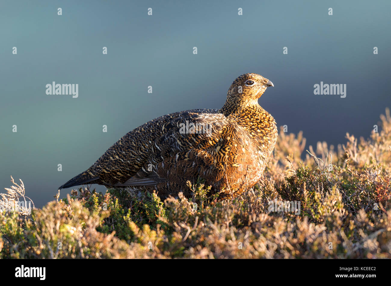 An adult male red grouse( Lagopus lagopus scotica) in winter, non-breeding plumage and keeping his red eyebrow wattles hidden. Sitting on the heather  Stock Photo