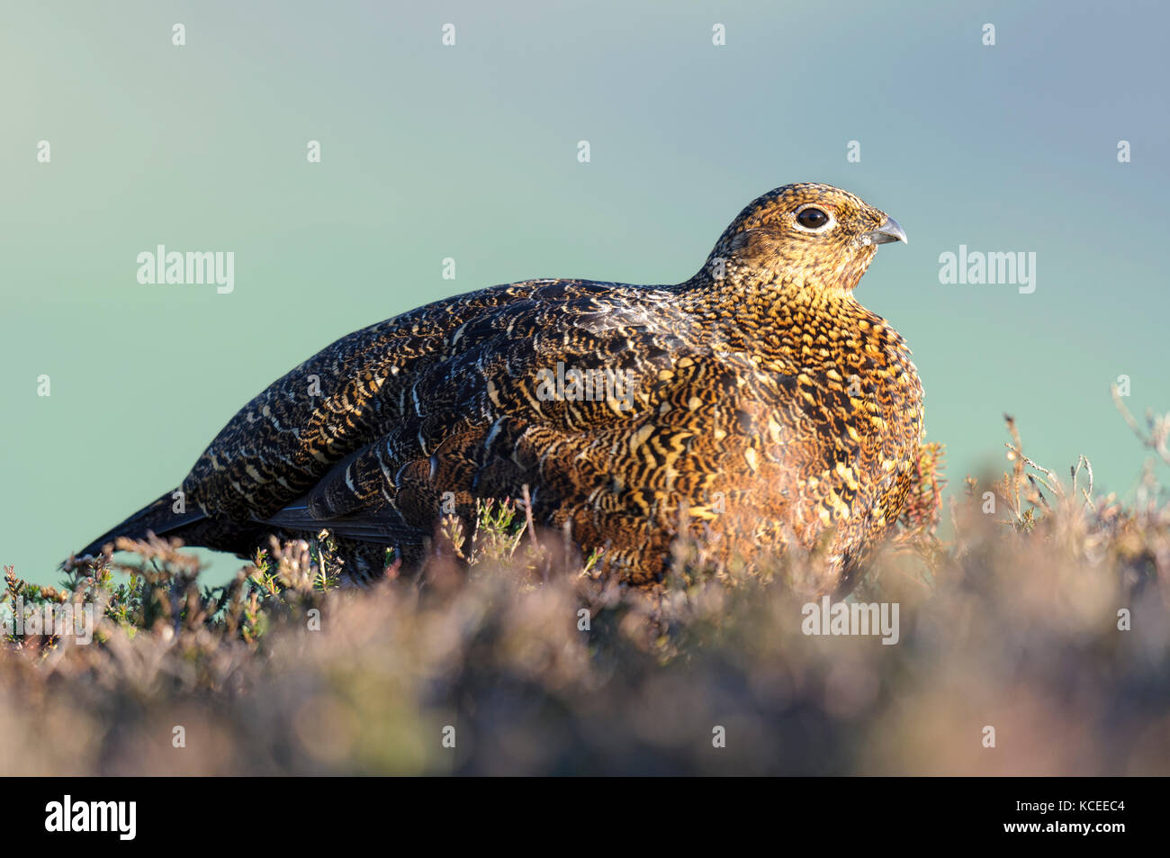 An adult male red grouse( Lagopus lagopus scotica) in winter, non-breeding plumage and keeping his red eyebrow wattles hidden. Sitting on the heather  Stock Photo
