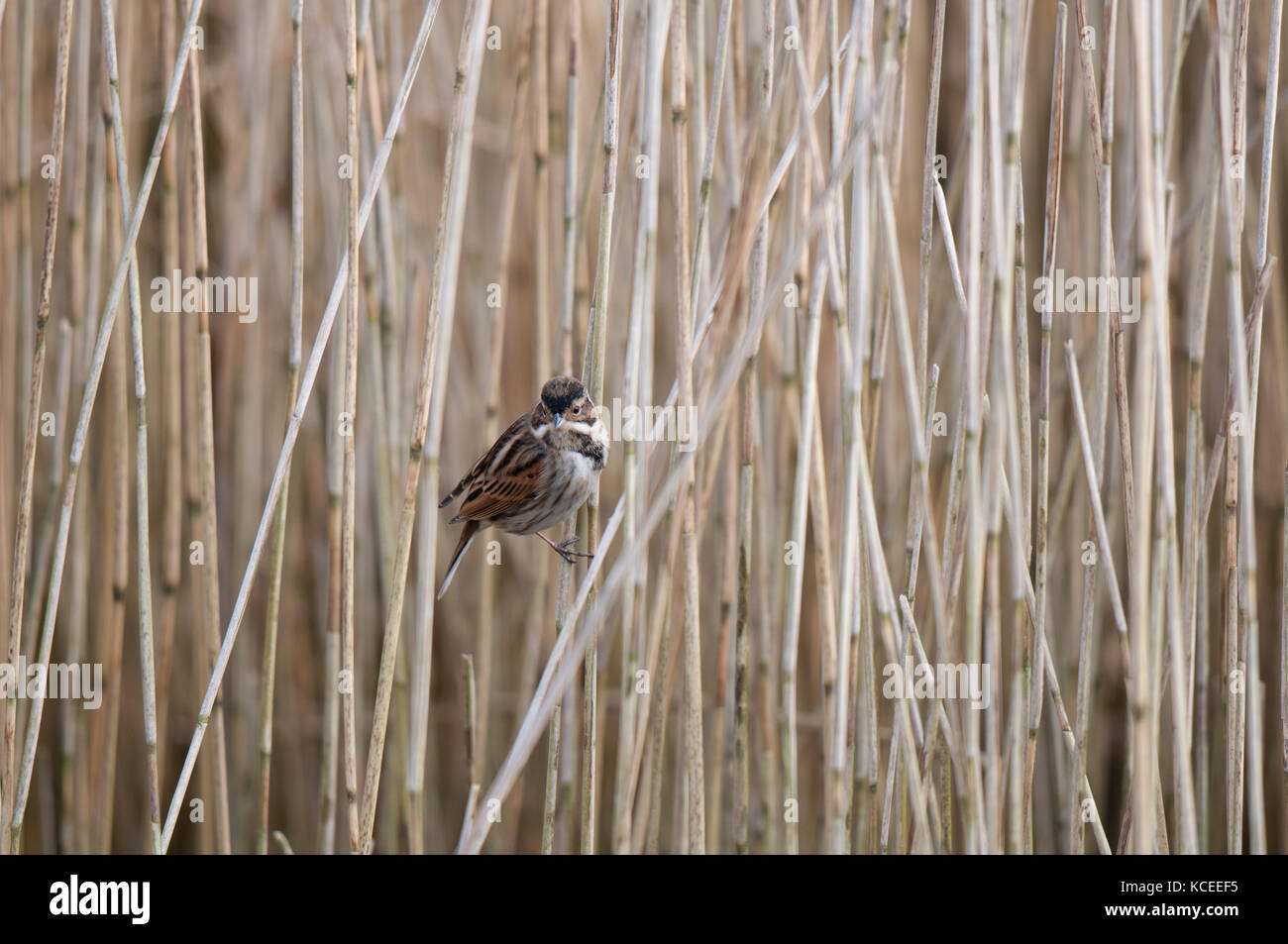 An adult male reed bunting (Emberiza schoeniclus) in winter plumage perched in a reed bed at Stavely Nature Reserve, North Yorkshire. January. Stock Photo
