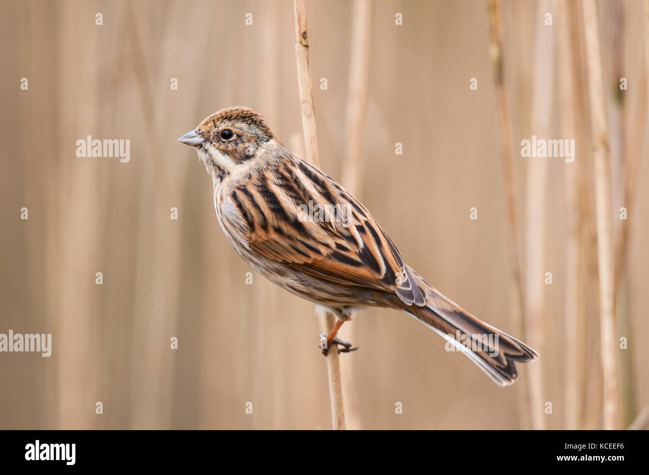 An adult female reed bunting (Emberiza schoeniclus) in winter plumage perched in a reed bed at Stavely Nature Reserve, North Yorkshire. January. Stock Photo