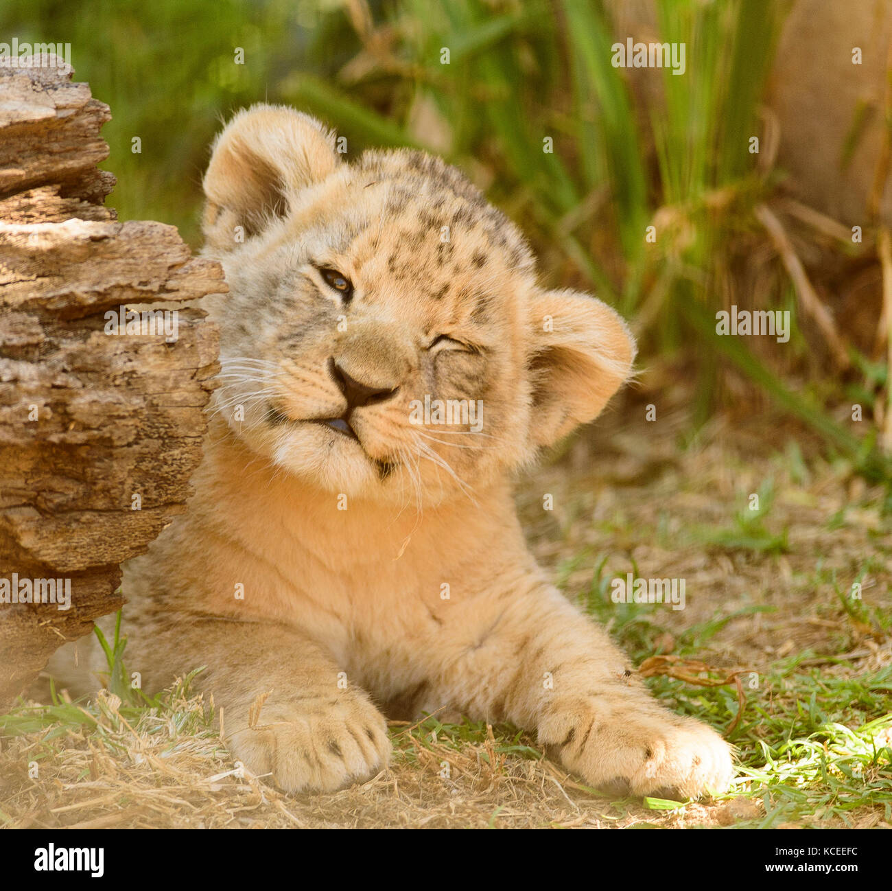 Cute lion hi-res stock photography and images - Alamy