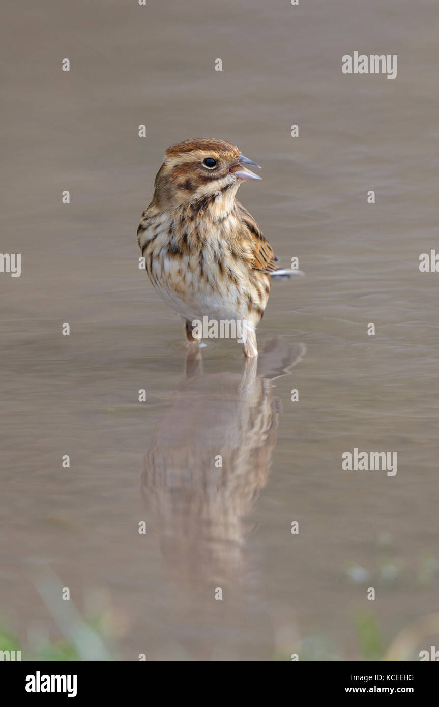 A first winter female reed bunting (Emberiza schoeniclus) wading in a shallow puddle at the Wildfowl and Wetland Trust centre at Caerlaverock, Dumfrie Stock Photo