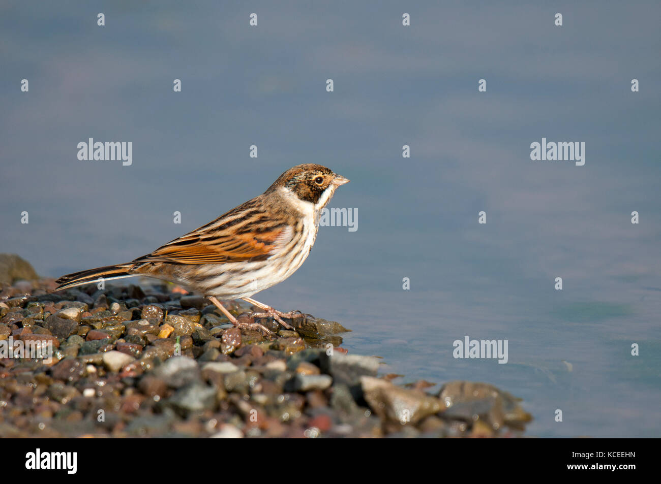 Male reed bunting plumage hi-res stock photography and images - Alamy
