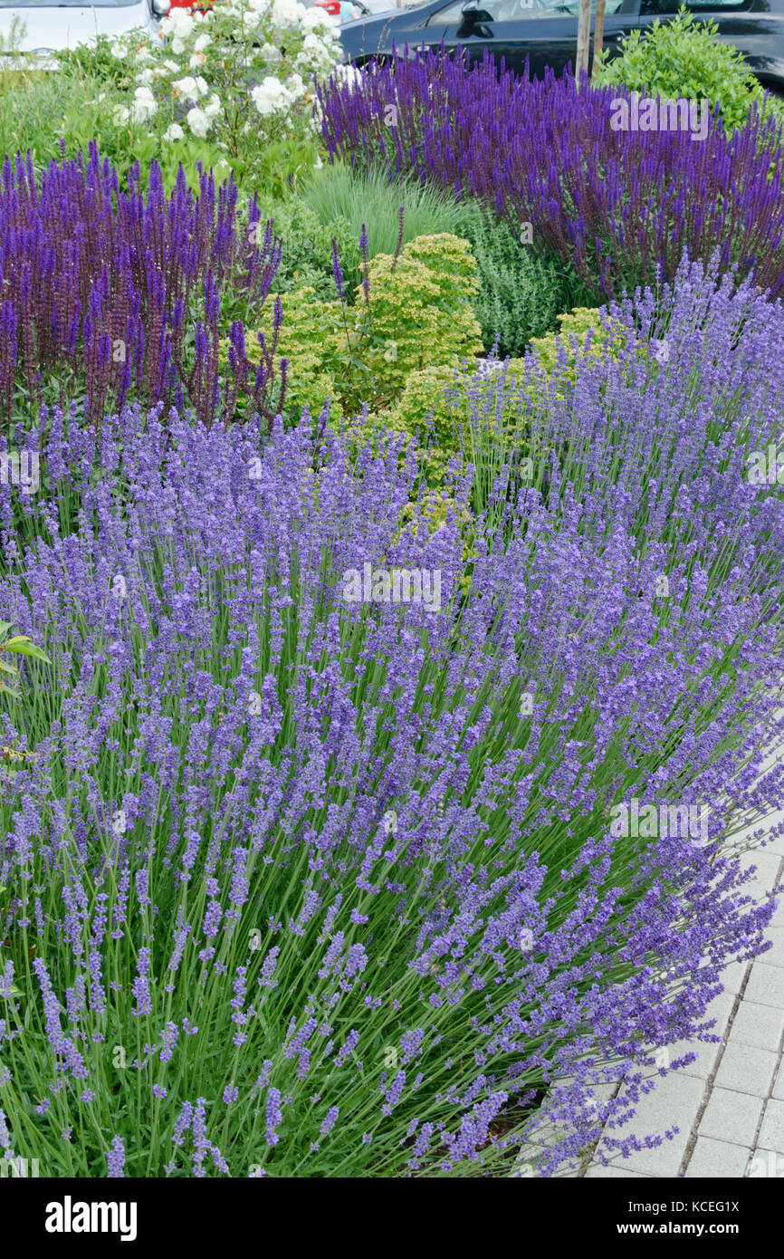 Lavender (Lavandula) and sage (Salvia) Stock Photo