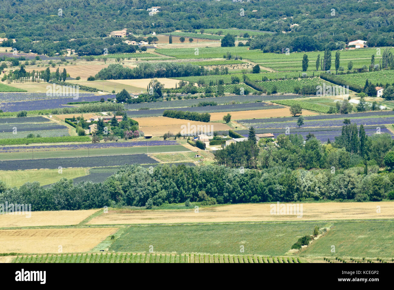 Lavandin (Lavandula x intermedia), Provence, France Stock Photo