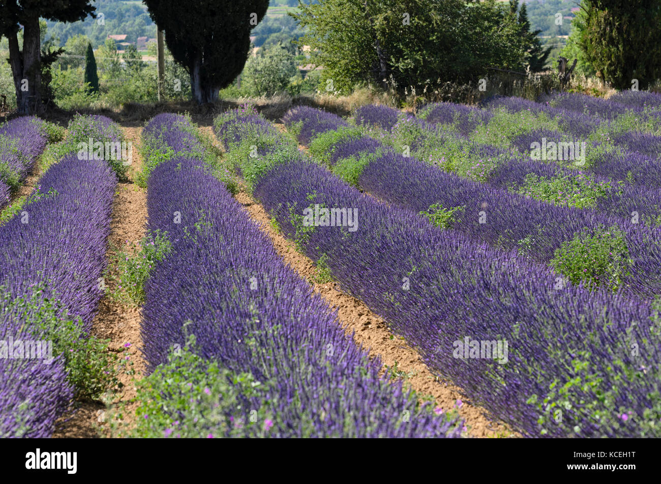 Lavandin (Lavandula x intermedia), Provence, France Stock Photo