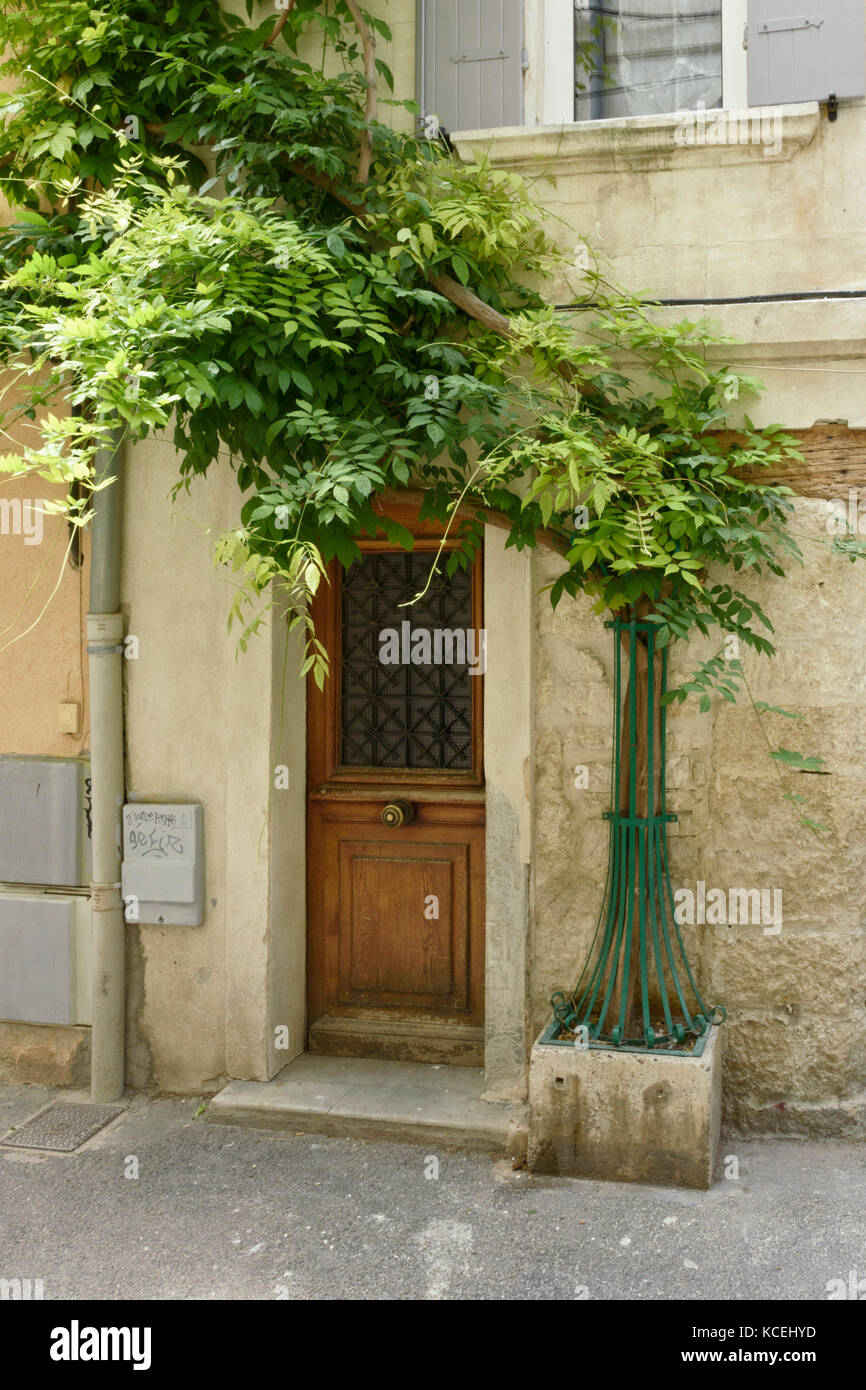 Wisteria (Wisteria), Avignon, Provence, France Stock Photo
