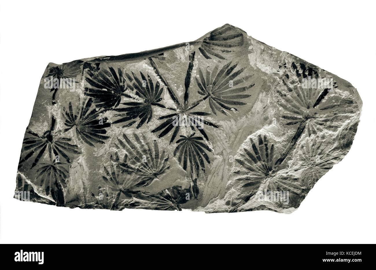 Coal fossil carbonized fossilized fern frond leaf from Jurassic era in Coal Museum of China. Taiyuan city, Shanxi Stock Photo