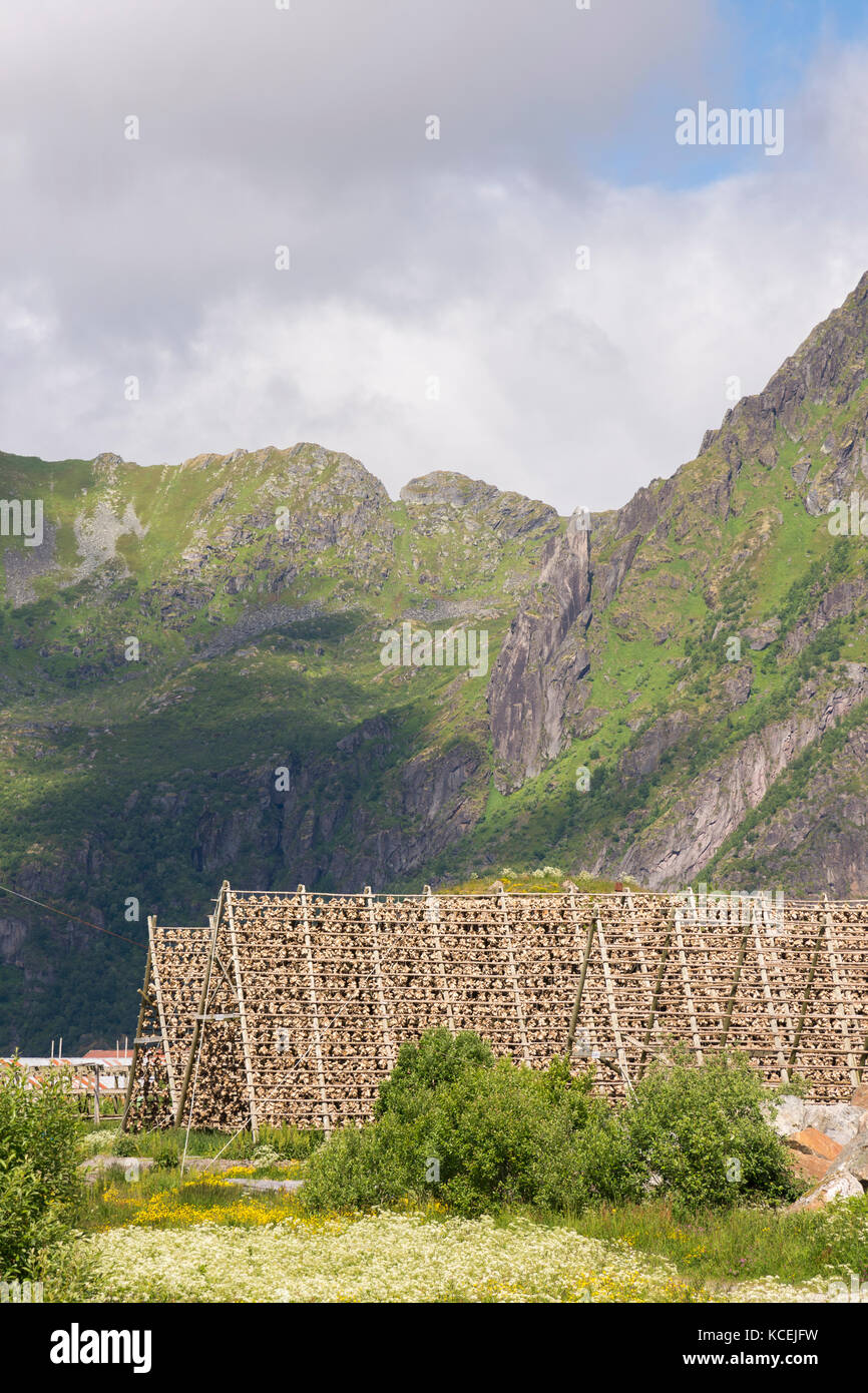 Stockfish, Norway - Stock Image - C009/7686 - Science Photo Library