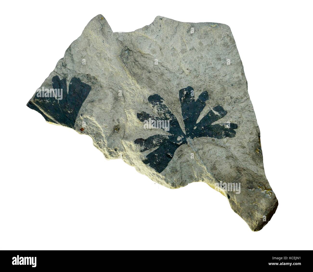 Ginko Biloba fossil carbonized fossilized tree leaf from Jurassic era in Coal Museum of China. Taiyuan city, Shanxi, China Stock Photo