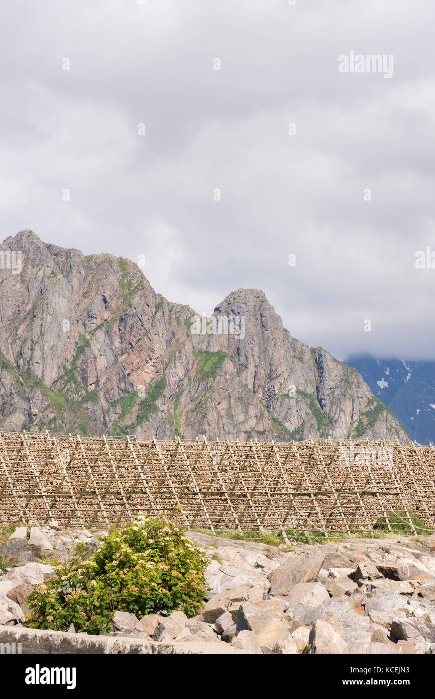 Norway Nature Walk Wine Rack Reference: Overview Of Racks For Drying Stockfish At Lofoten In Norway