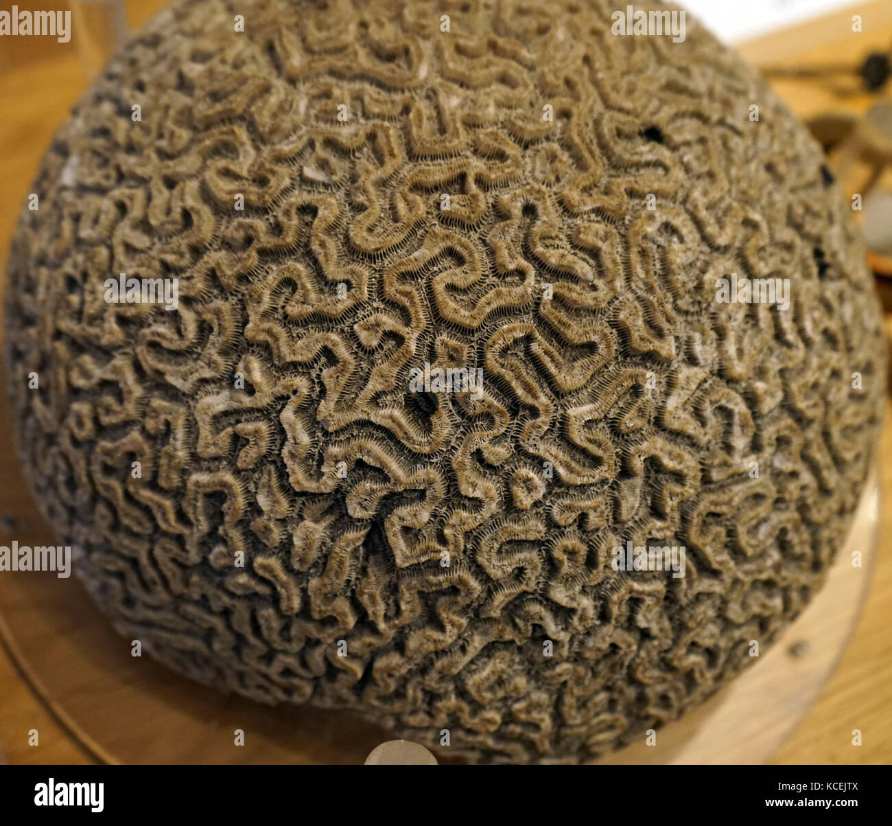 Brain coral is a common name given to corals in the family Mussidae, so