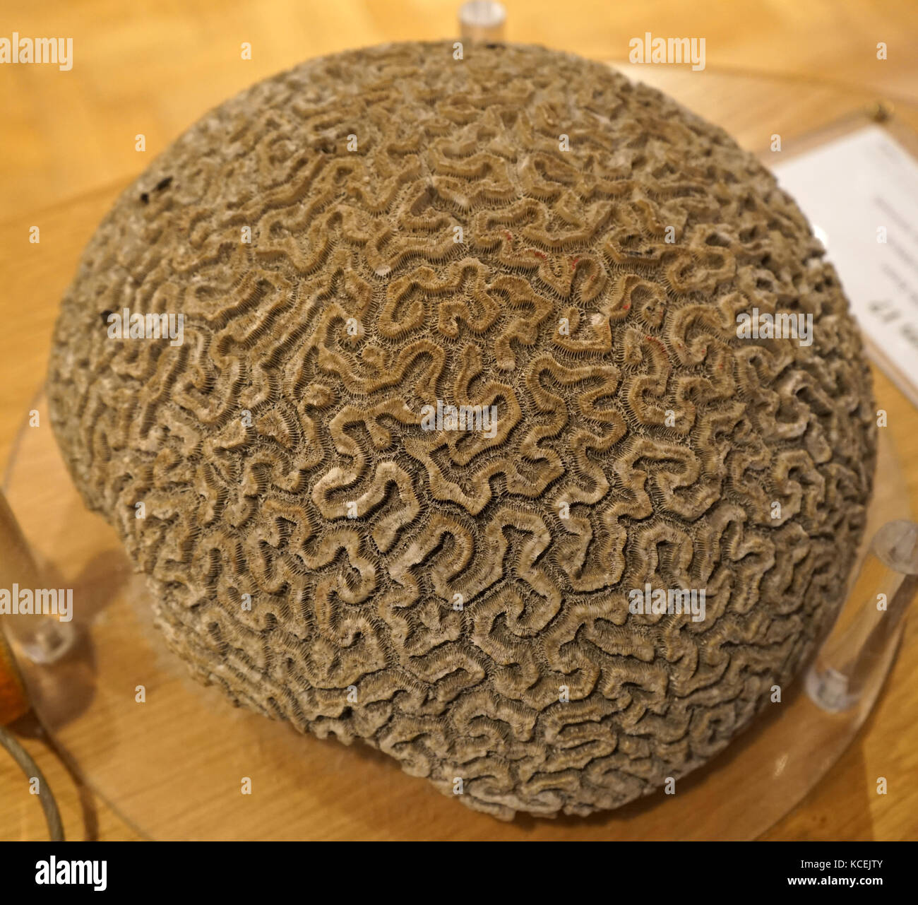 Brain coral is a common name given to corals in the family Mussidae, so