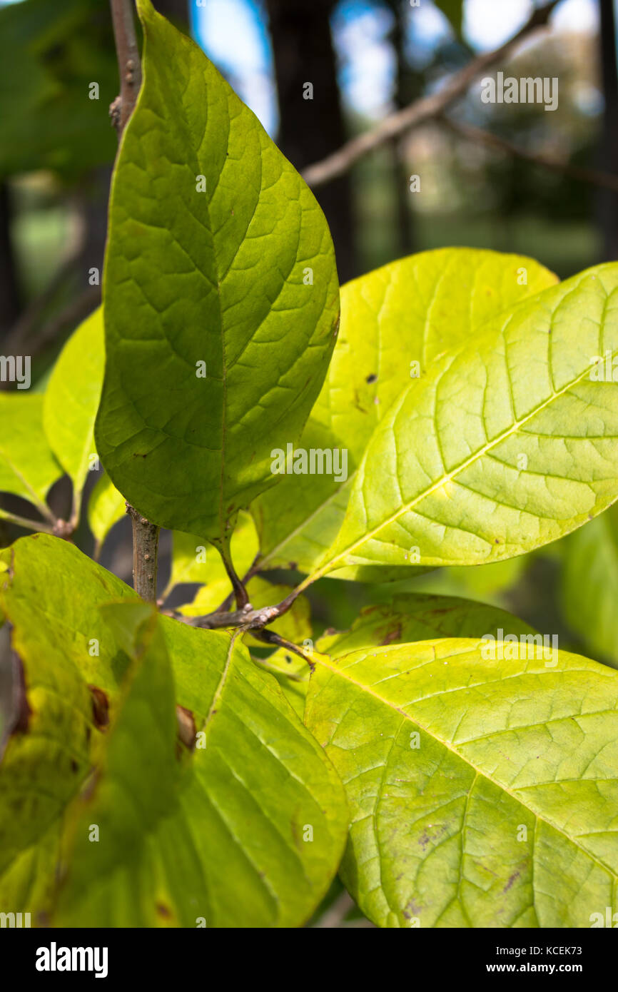 Long narrow basal leaves hi-res stock photography and images - Alamy