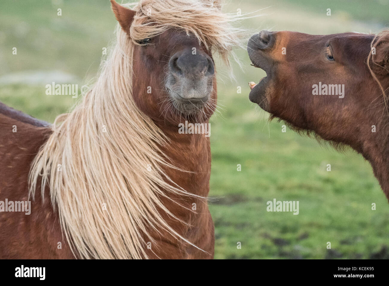 Funny horse - Icelandic horses play fighting in the Shetland Islands, Scotland, UK Stock Photo