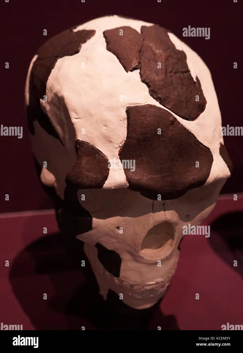 Fragmented skull of an East African Homo Sapiens. Stock Photo