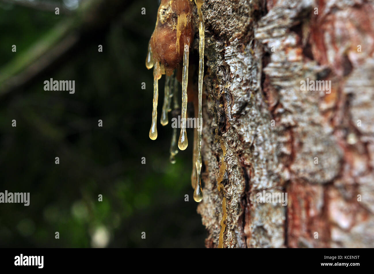 Resin Tree High Resolution Stock Photography and Images Alamy