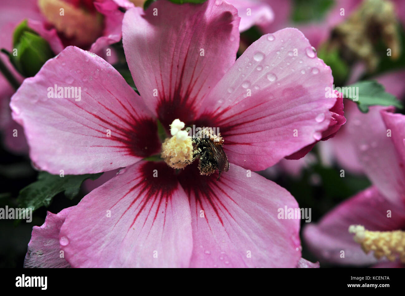 Bumblebee purple flower hi-res stock photography and images - Alamy